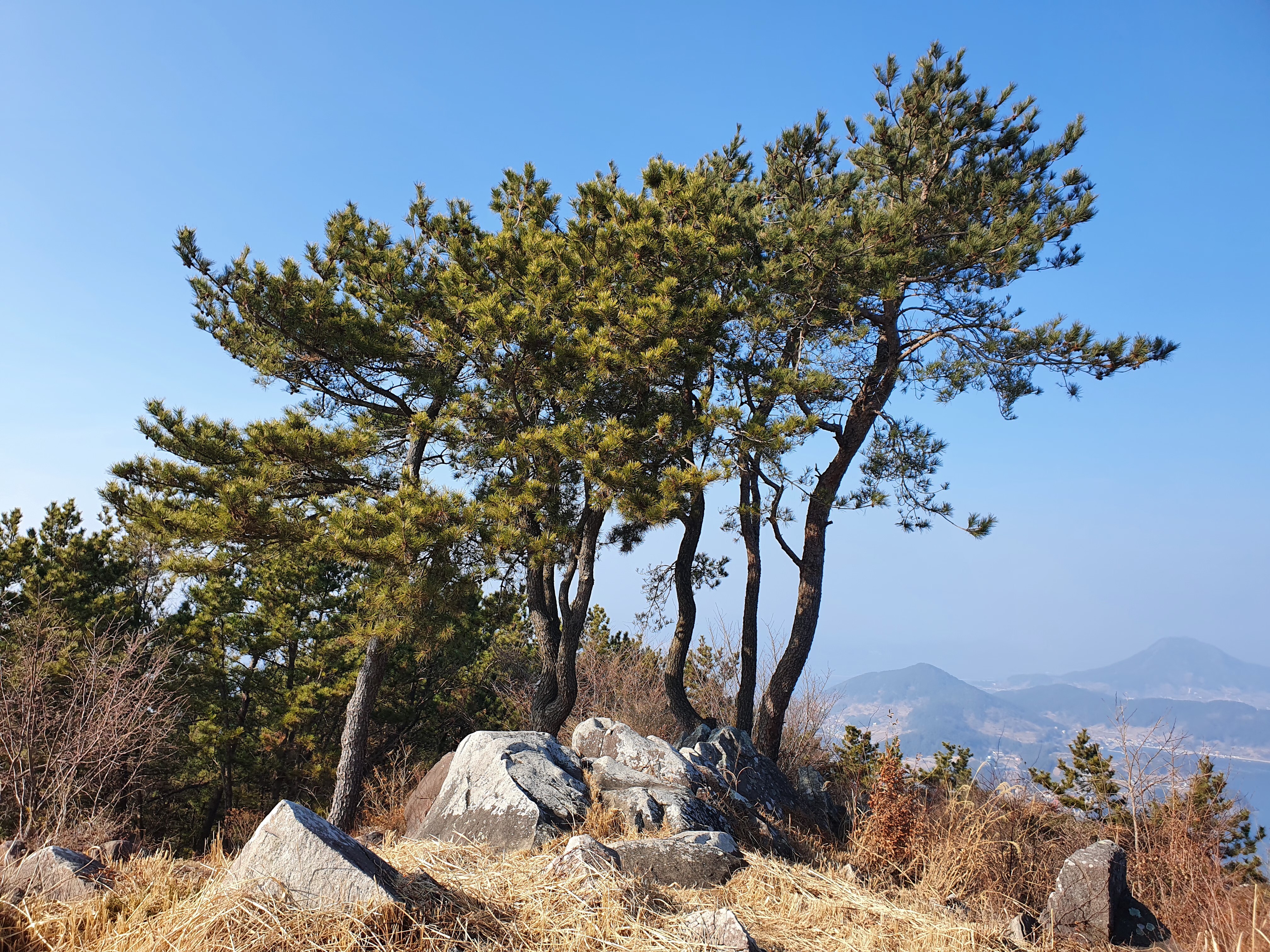 송골 이미지