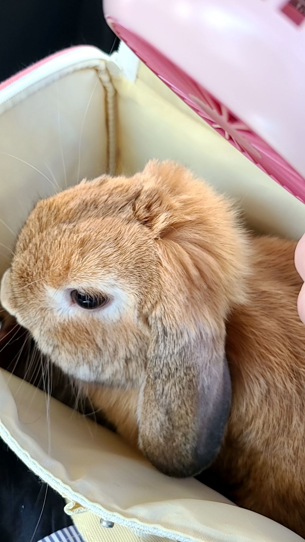 이안TL 이미지