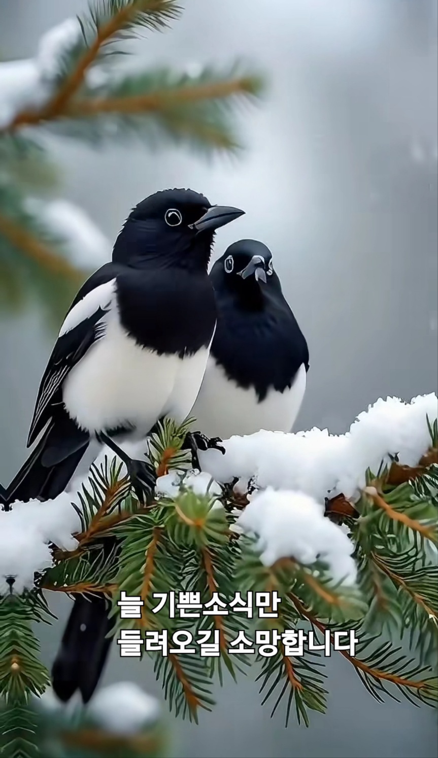 시요 이미지