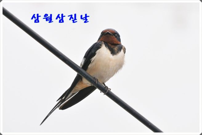 삼월 이미지