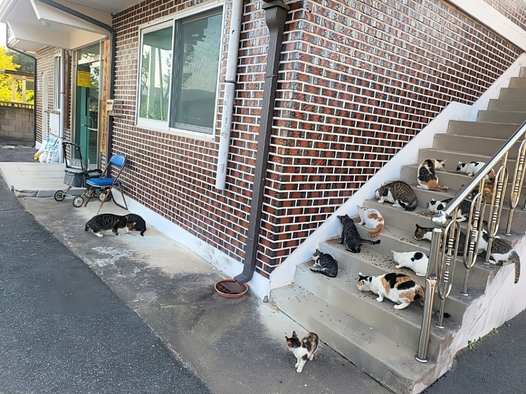 경로당에서 고양이 밥 주다가 욕먹었다던 글의 진실 (반전주의) | 인스티즈