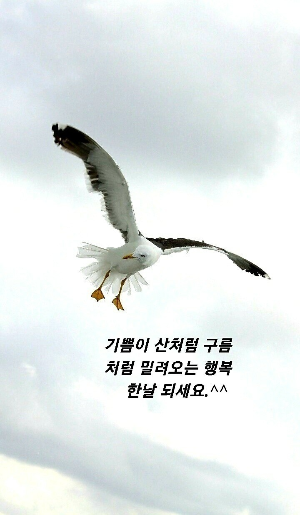 갈매기나라 이미지