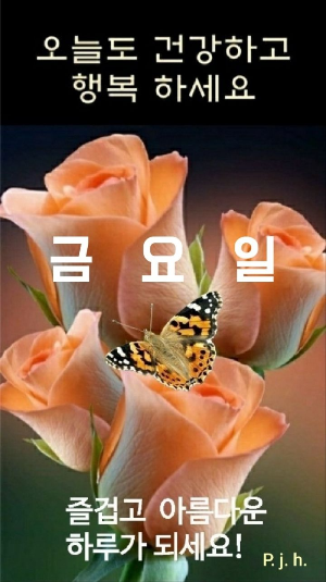 파란갈매기 이미지