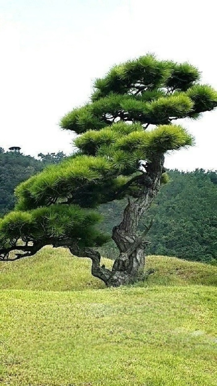 인고고 이미지