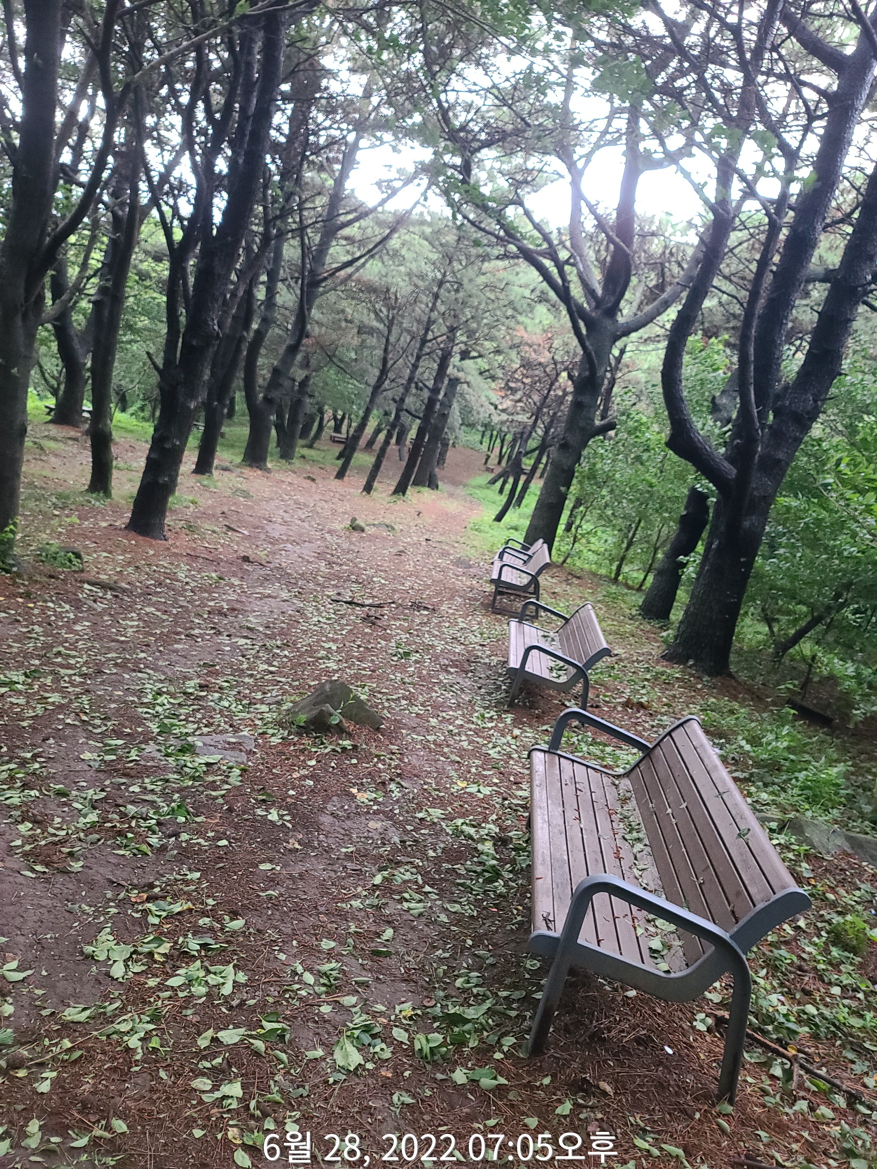 반우 이미지
