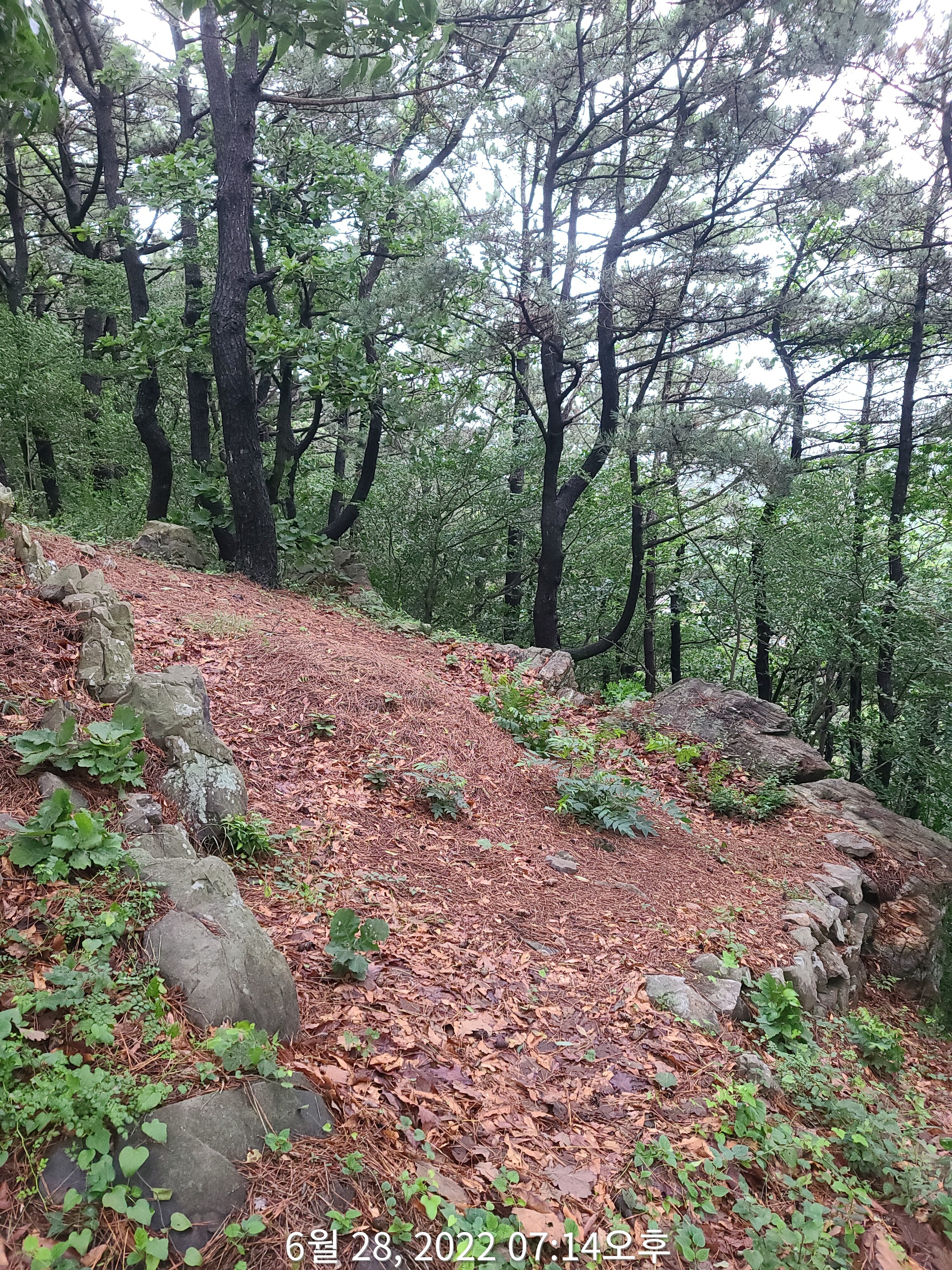 반우 이미지