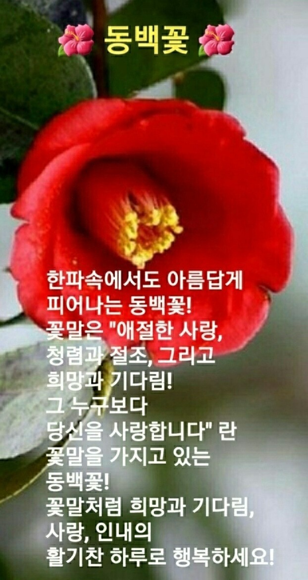 꽃을사랑합니다 이미지