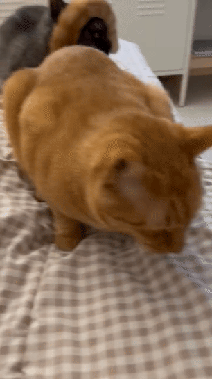 고양이 꼬리로 만든 머리띠.gif | 인스티즈