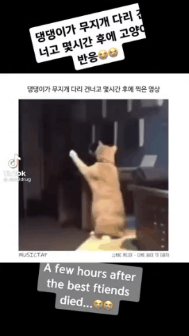 댕댕이가 무지개 다리 건너고 몇시간 후에 고양이 반응 | 인스티즈