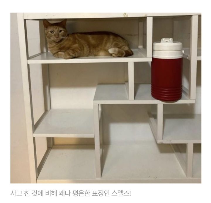 캐리어 안에 숨었다 졸지에 비행기 탈뻔한 고양이 | 인스티즈