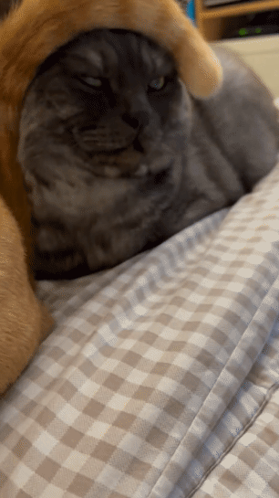 고양이 꼬리로 만든 머리띠.gif | 인스티즈