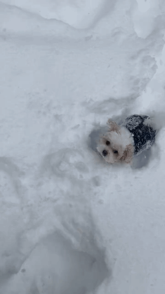 폭설에 겁도 없이 산책나온 댕댕이.gif | 인스티즈