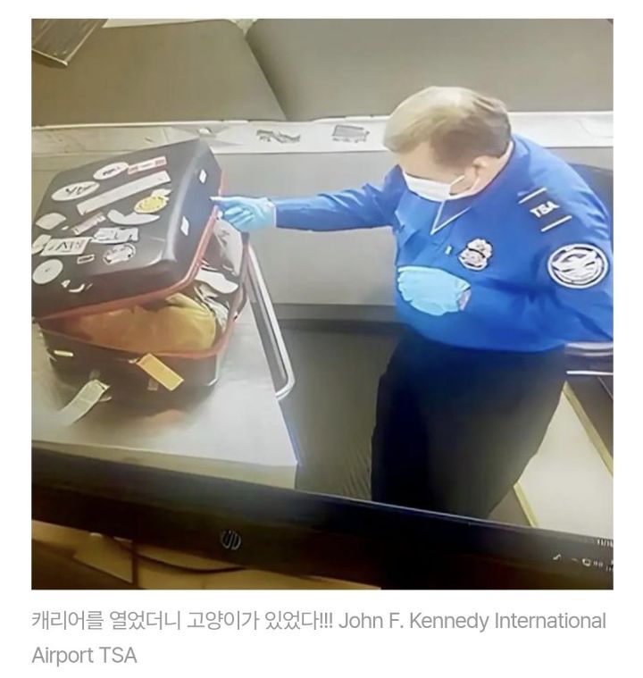 캐리어 안에 숨었다 졸지에 비행기 탈뻔한 고양이 | 인스티즈