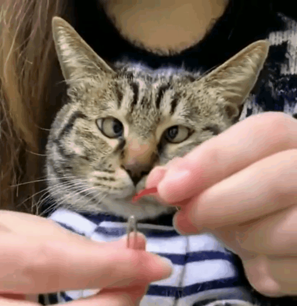 집사 실 꿰는데 눈돌아간 고양이.gif | 인스티즈