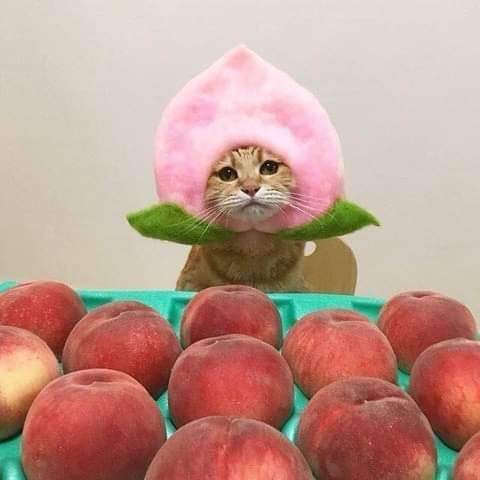 모자장수 냐옹이 | 인스티즈