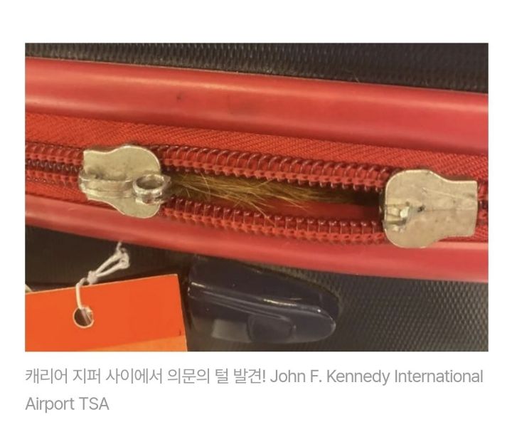 캐리어 안에 숨었다 졸지에 비행기 탈뻔한 고양이 | 인스티즈