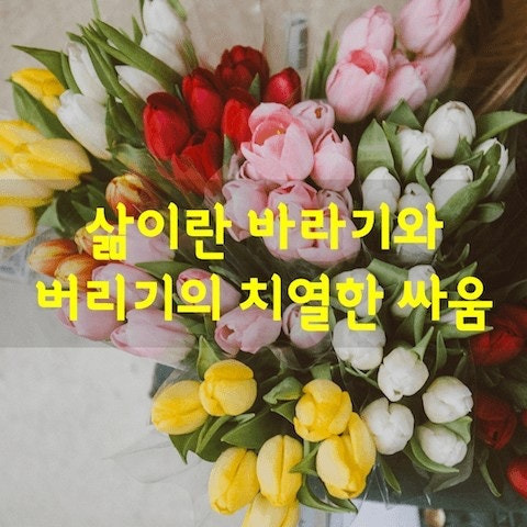 바라기 이미지