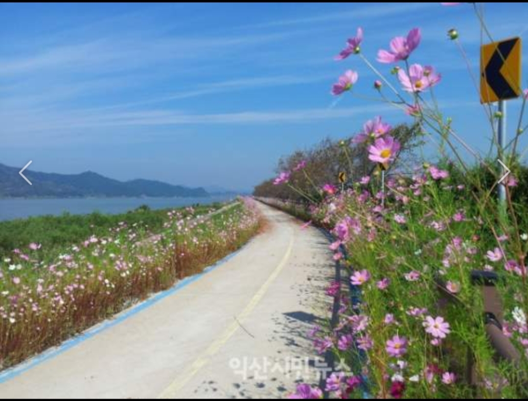 꽃길 이미지