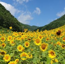 해바라기 이미지