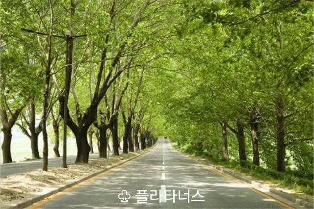 플라타너스 이미지