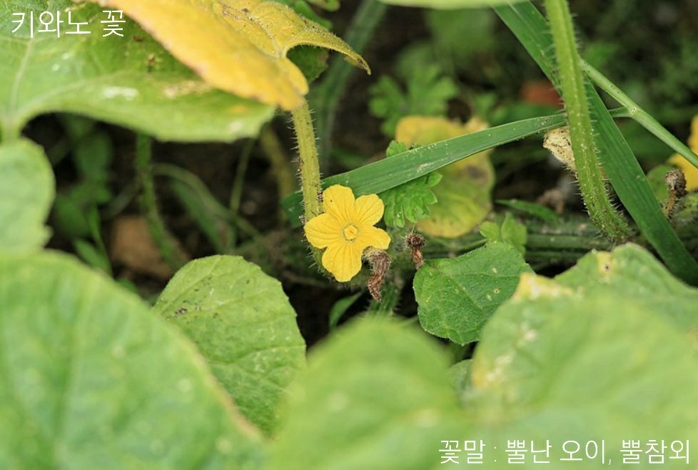 키와노 이미지