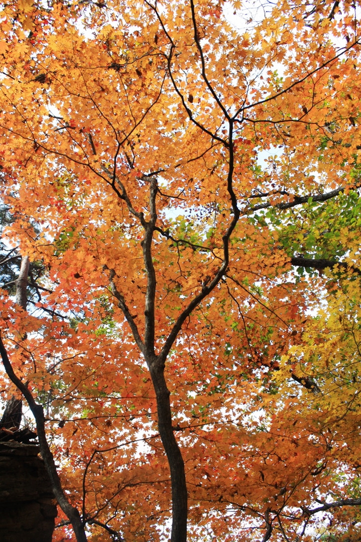 세모시 이미지