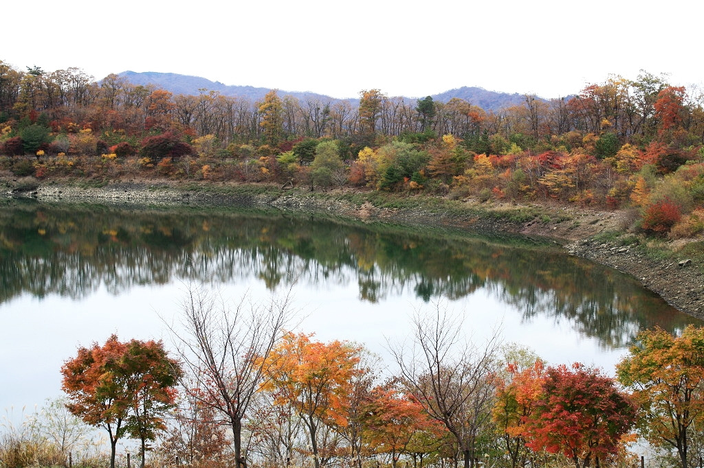 세모시 이미지