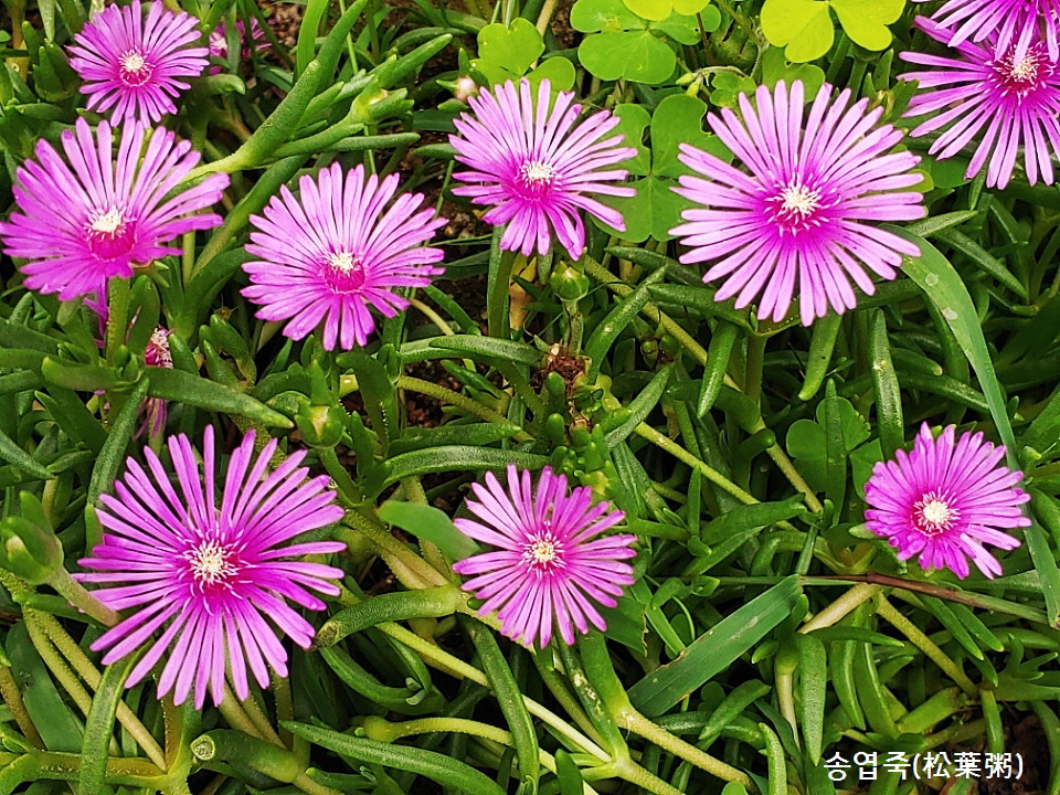 삼월 이미지
