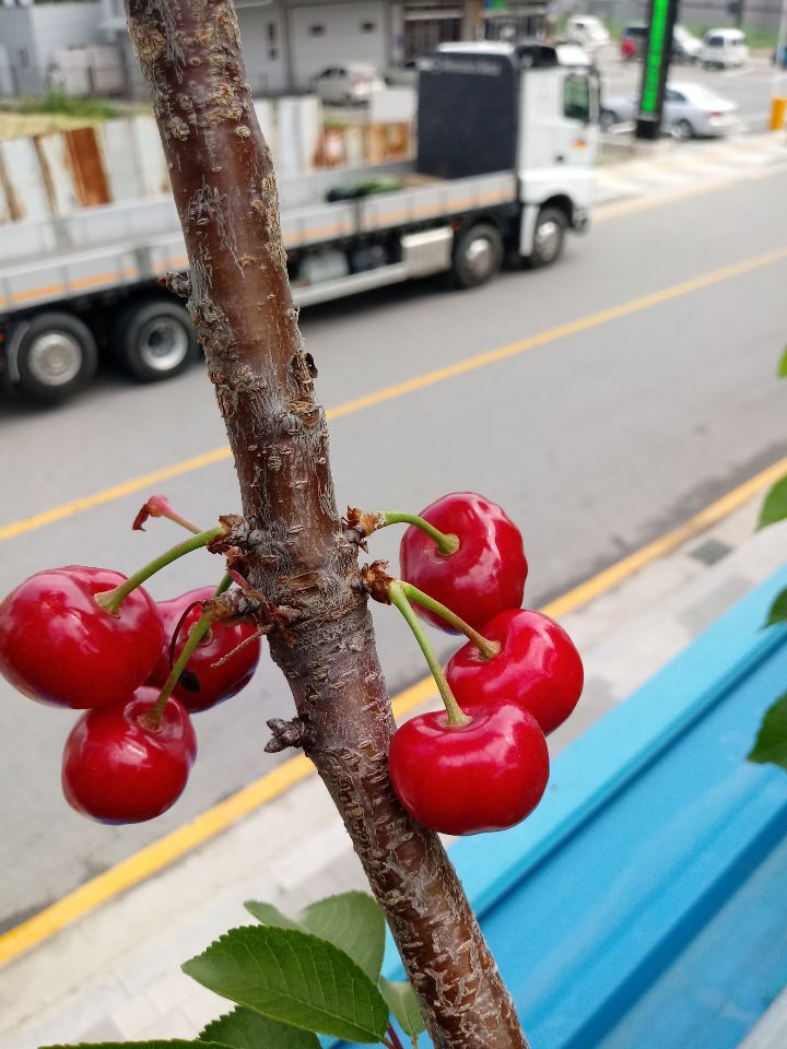 써미트 이미지
