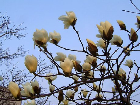 목련 이미지