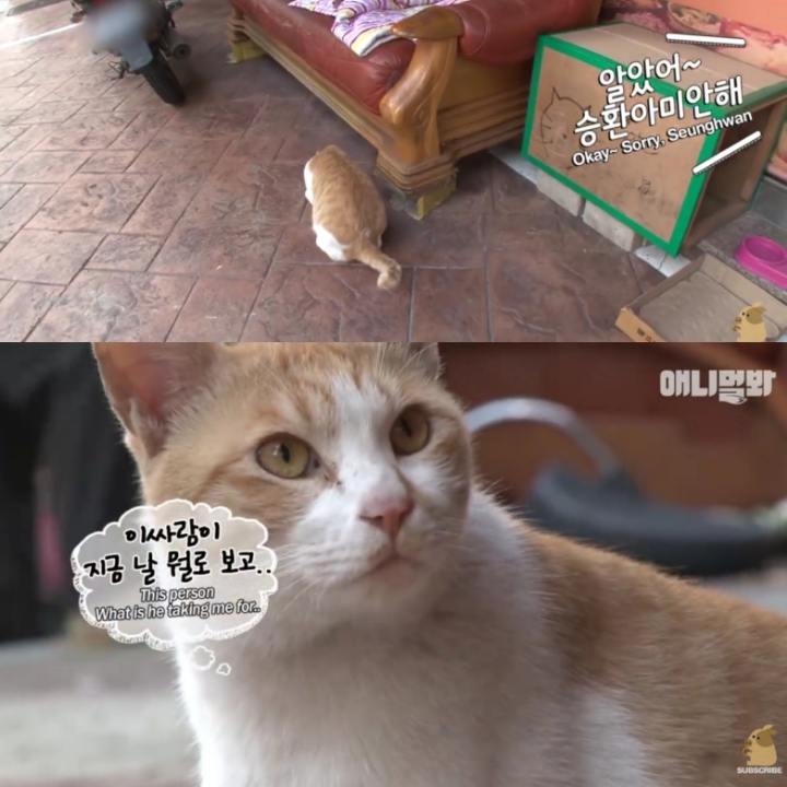 [TV 동물농장] 공공칠빵 잘하는 길고양이 - 악플달면 쩌리쩌려버려... 차분한 20대들의 알흠다운 공간 [TV 동물농장] 공공칠빵 잘하는 길고양이