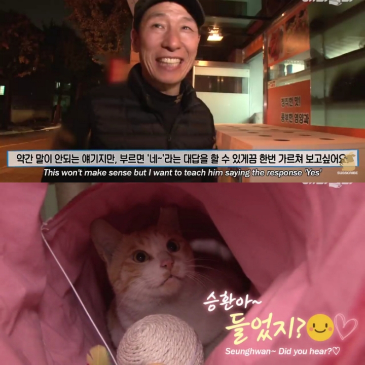[TV 동물농장] 공공칠빵 잘하는 길고양이 - 악플달면 쩌리쩌려버려 - ＊여성시대＊ 차분한 20대들의 알흠다운 공간 [TV 동물농장] 공공칠빵... 