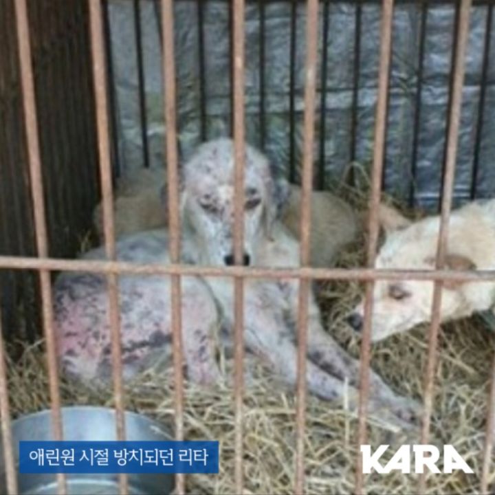 유기견 관련 봉사 꾸준히 하는 연예인들.jpg | 인스티즈