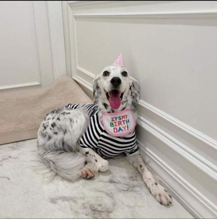 유기견 관련 봉사 꾸준히 하는 연예인들.jpg | 인스티즈