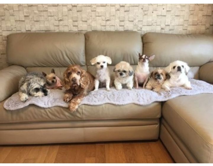 유기견 관련 봉사 꾸준히 하는 연예인들.jpg | 인스티즈