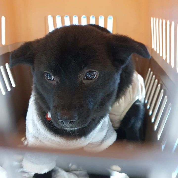 유기견 관련 봉사 꾸준히 하는 연예인들.jpg | 인스티즈