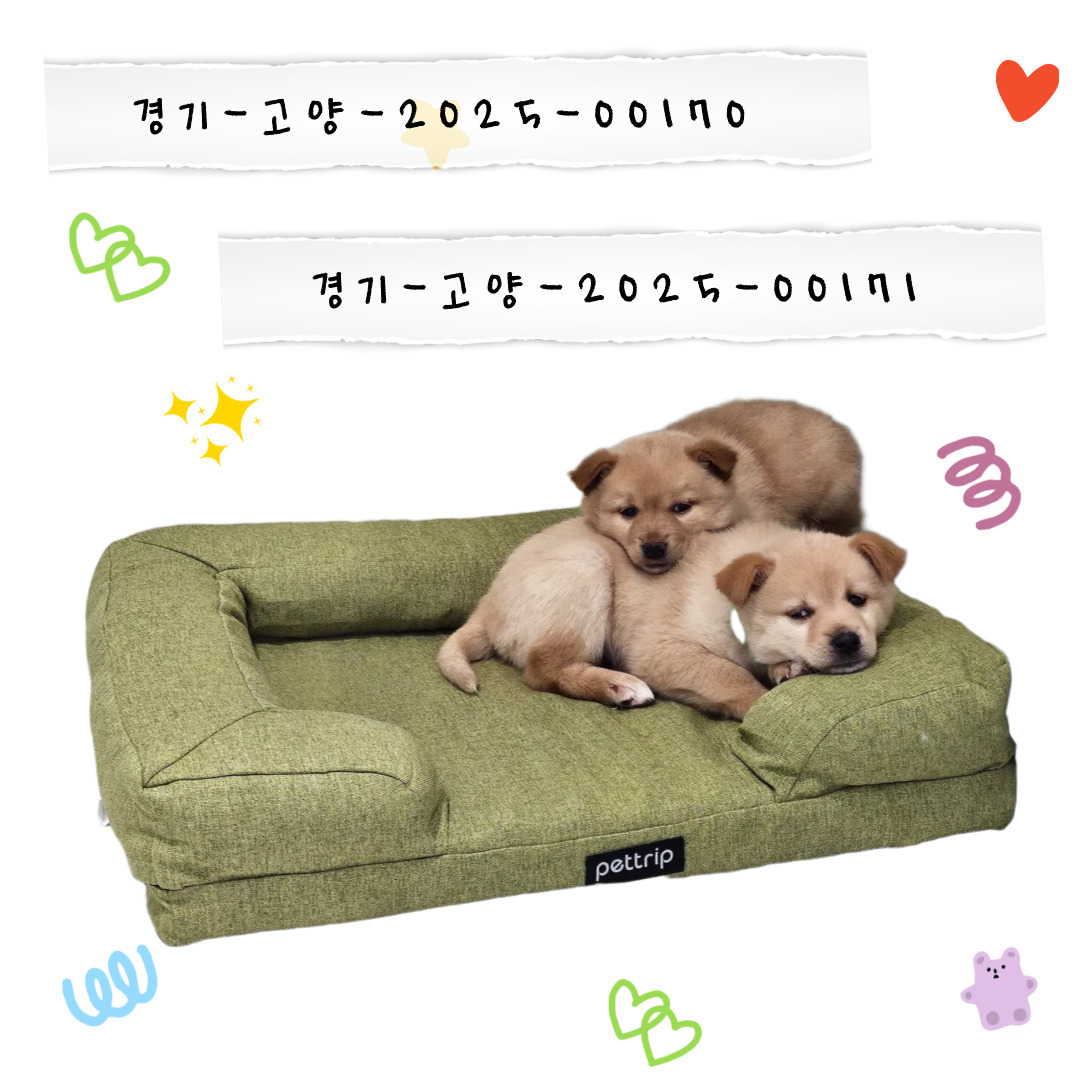 우리두리 이미지