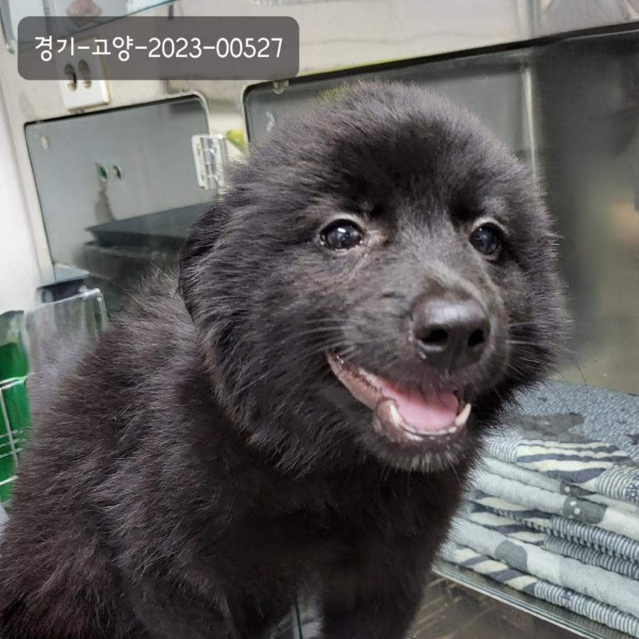 빅보이 이미지