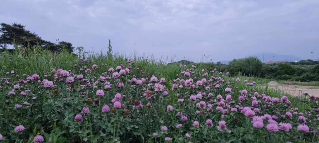 레드클로버 이미지