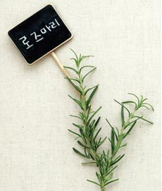 로즈마리 이미지