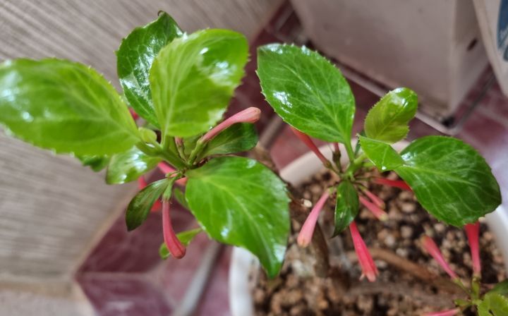 트리더마 이미지