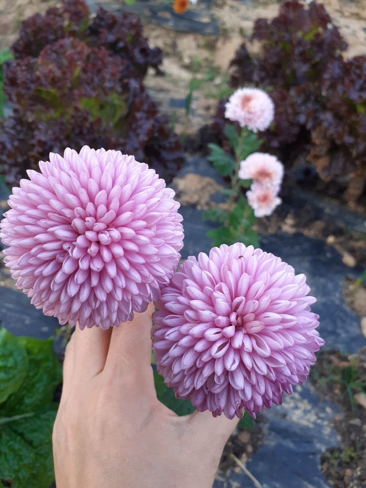 폼폰 이미지