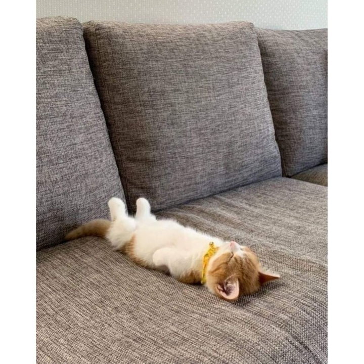 귀엽게 자는 고양이.jpg | 인스티즈
