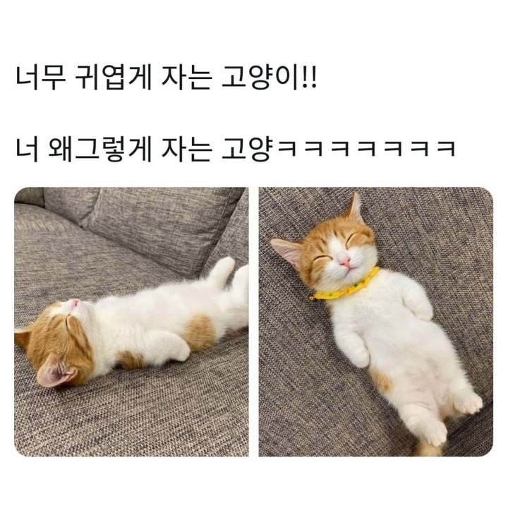 귀엽게 자는 고양이.jpg | 인스티즈