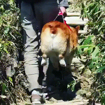 실제로 보면 많이 놀란다는 견종 gif | 인스티즈