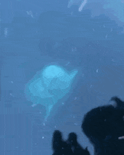 바다에 떨군 폰 찾아주는 돌고래찡.gif | 인스티즈