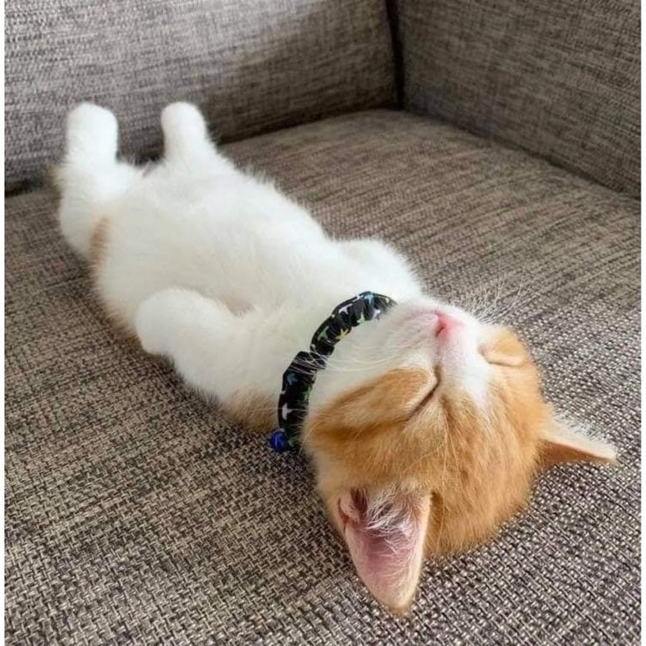 귀엽게 자는 고양이.jpg | 인스티즈