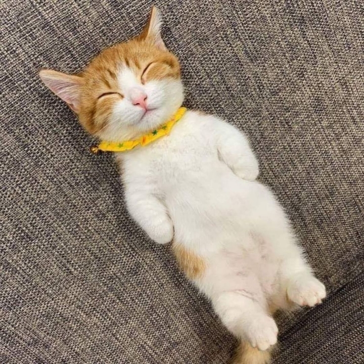 귀엽게 자는 고양이.jpg | 인스티즈