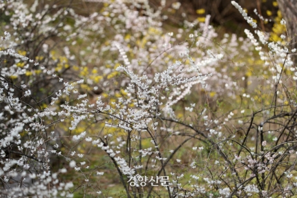 봄꽃 핀 창덕궁과 덕수궁 | 인스티즈