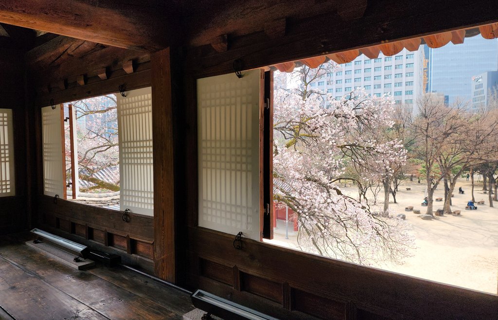 봄꽃 핀 창덕궁과 덕수궁 | 인스티즈
